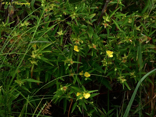 {Ludwigia alternifolia}